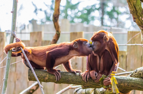 40 Photos Of Animals In Love That Can Melt Even A Frozen Heart