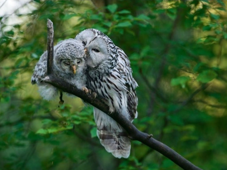 40 Photos Of Animals In Love That Can Melt Even A Frozen Heart